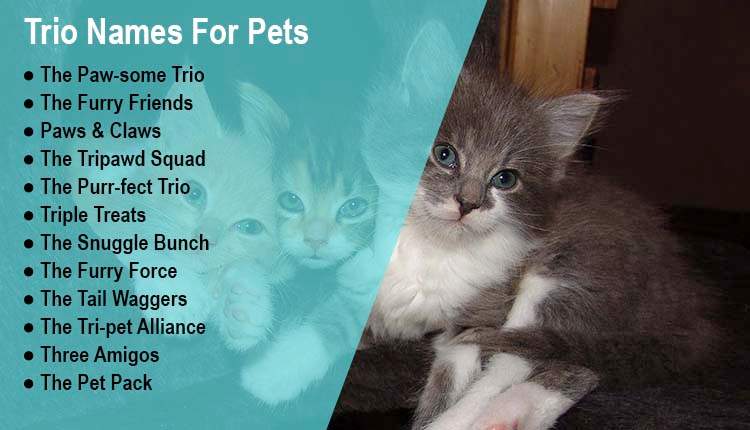 Trio Names For Pets